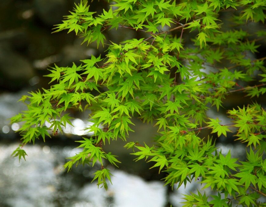 Hiro_photo_H/istockphoto.com