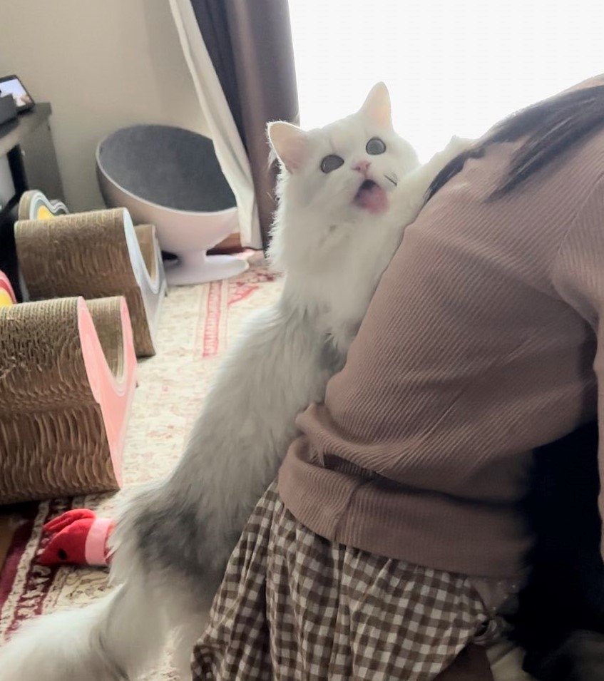 出所：@NEKOLAND13