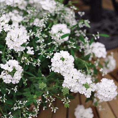 出所：PROVEN WINNERS（R）　スーパーベナ（R）　ホワイト