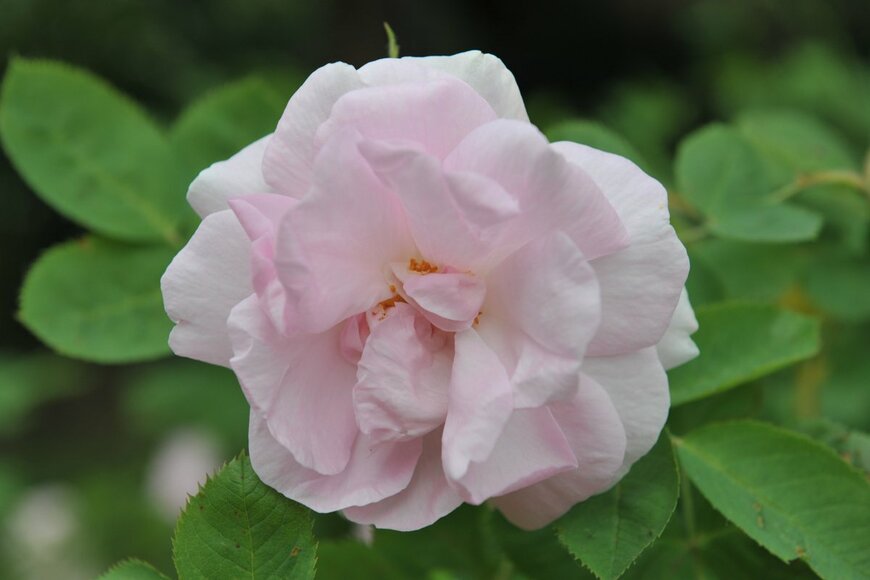 Sergey V Kalyakin/Shutterstock.com