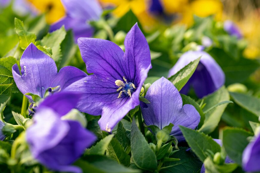 【ガーデニング】2月に種まきできる草花！夏～秋ガーデンを彩るおススメ植物5選