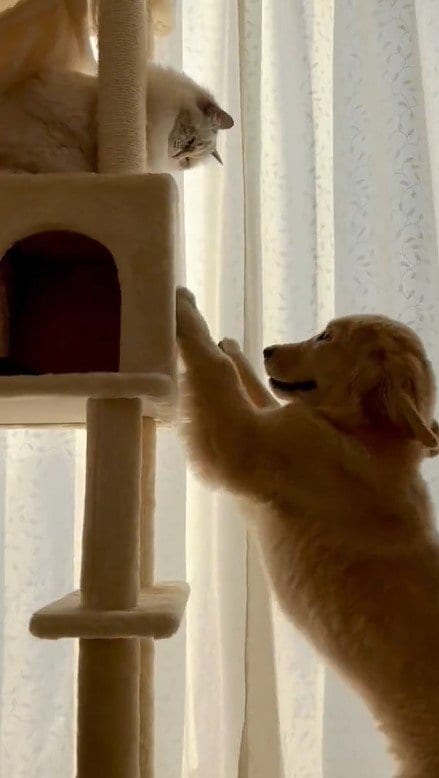 出所：@pu_channeldesu