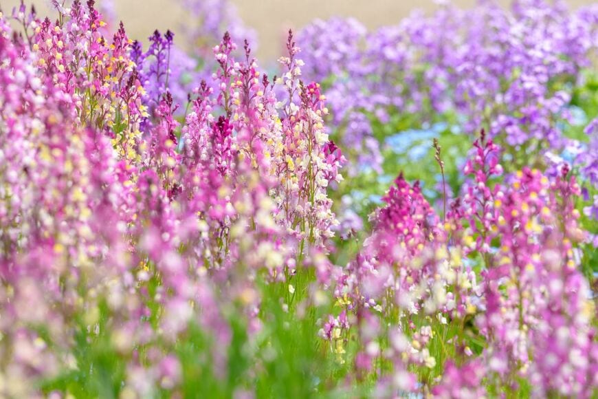 種を土にばらまくだけ！初心者でも育てやすい《秋まきの花》5選＆種まきの成功率を上げるコツ