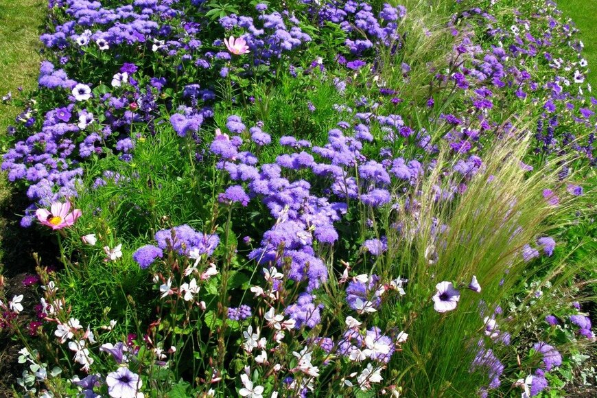 【ガーデニング】大人っぽいブルー＆パープルの花が爽やか！庭がオシャレになる多年草・低木オススメ10選 