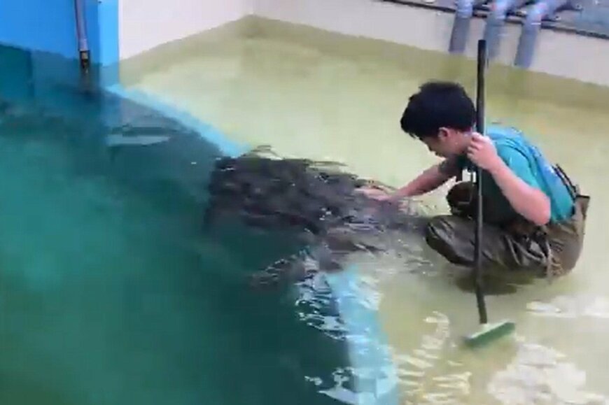 ウミガメと飼育員