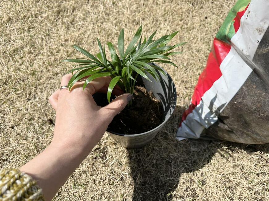 キャンドゥ「MINI Plants」
