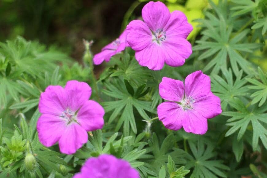 ピンク色のアケボノフウロの花