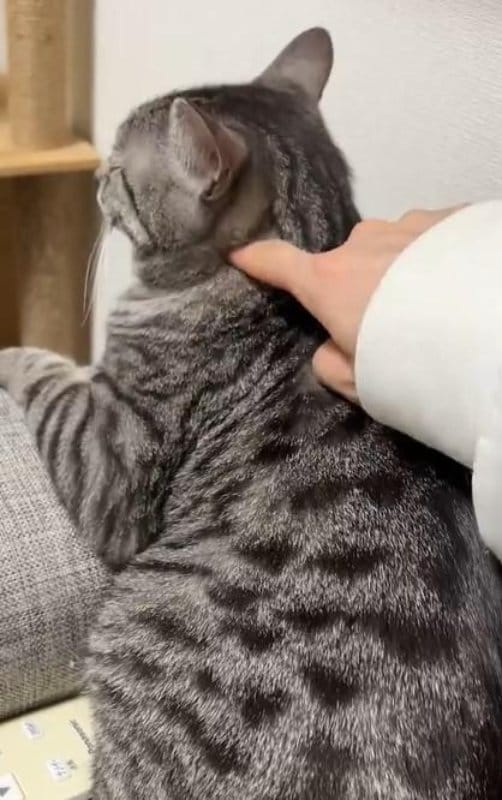 トントンされる猫