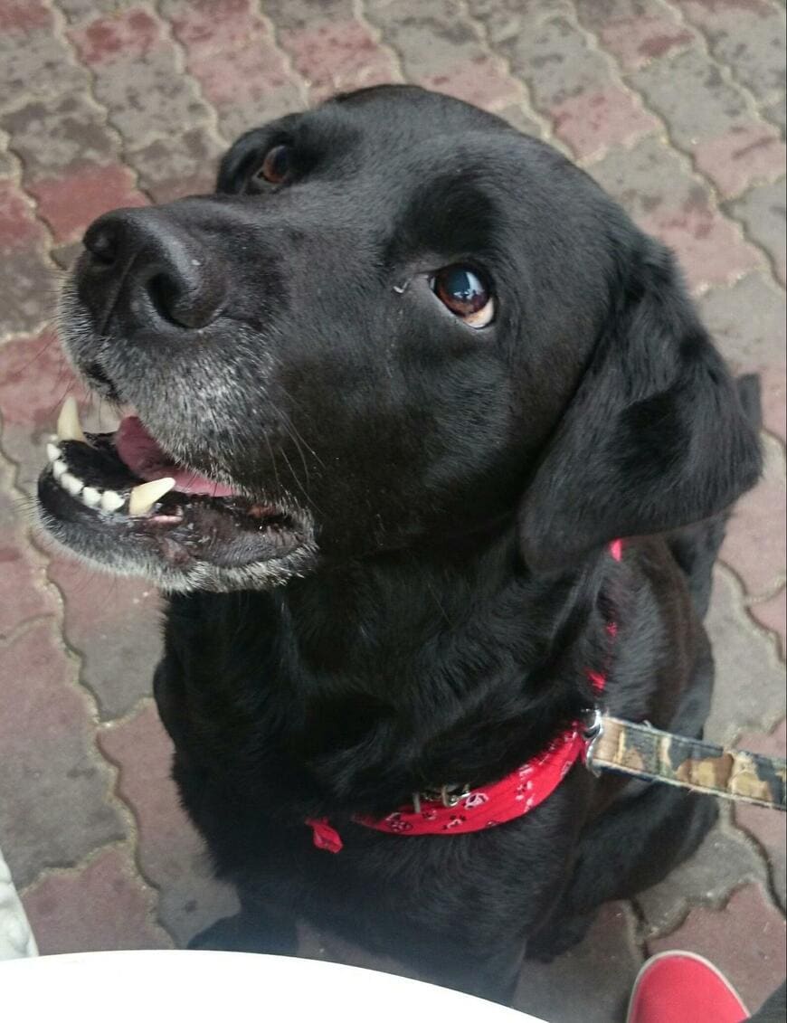 先代犬のゴンタ君