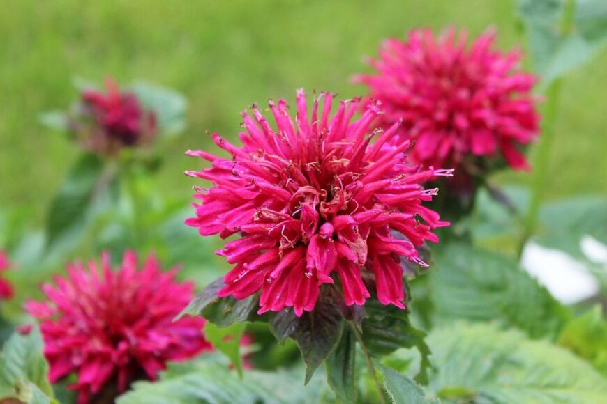 赤い花を咲かせている、モナルダ