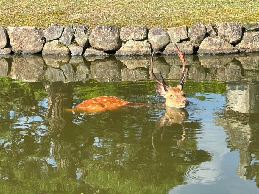 アツかった?首まで水に浸かるシカ
