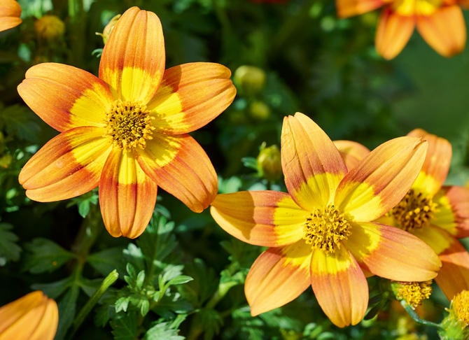 サントリーフラワーズ　ビーダンス