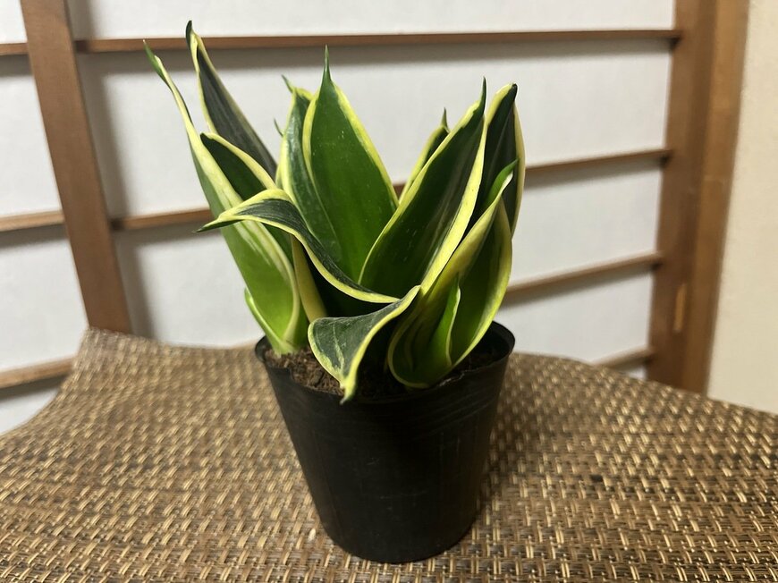肉厚でシャープな葉がピンと立ち上がるサンセベリア