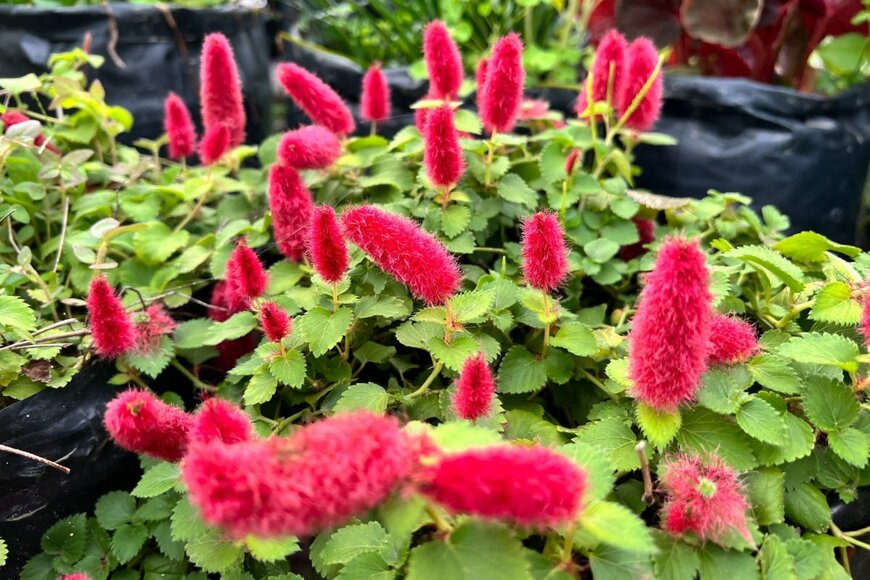 猫のしっぽのような赤くふわふわな花穂をつけているキャットテール