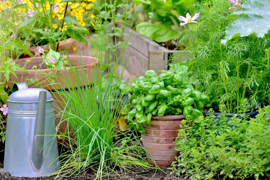 ハーブが植えられた鉢がたくさんある様子