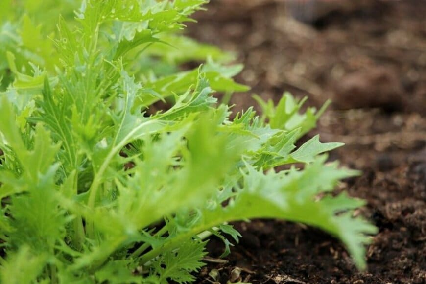 畑に植わっている収穫時期を迎えたミズナ