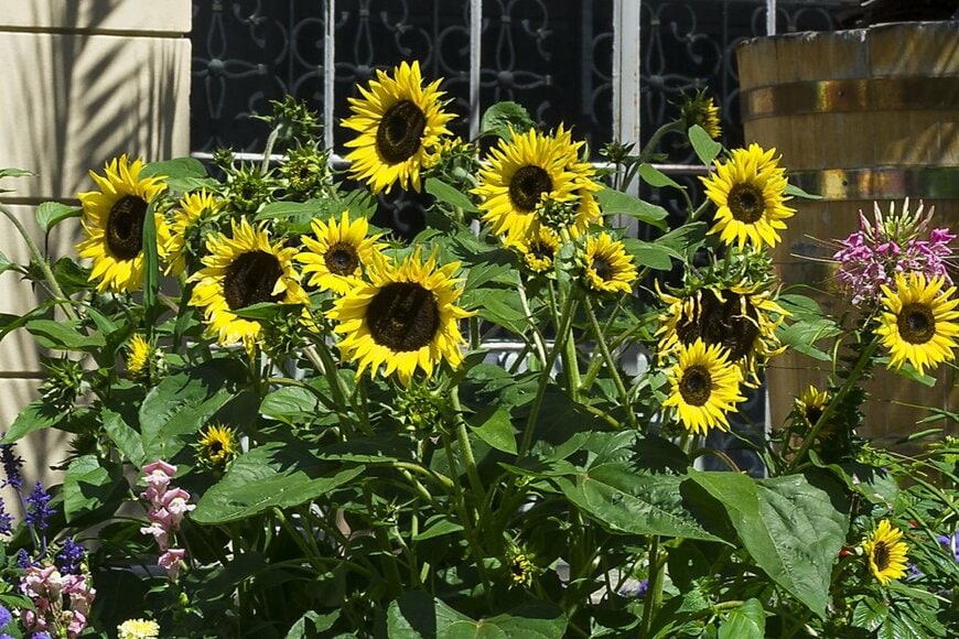 ヒマワリの大輪の花がたくさん咲いている