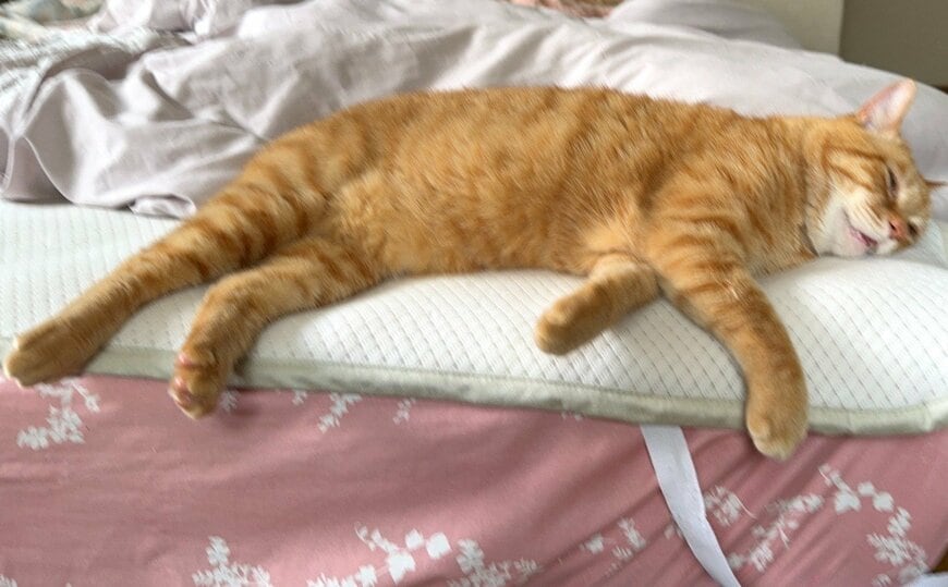 ギリギリ端っこで眠るリチャードくん