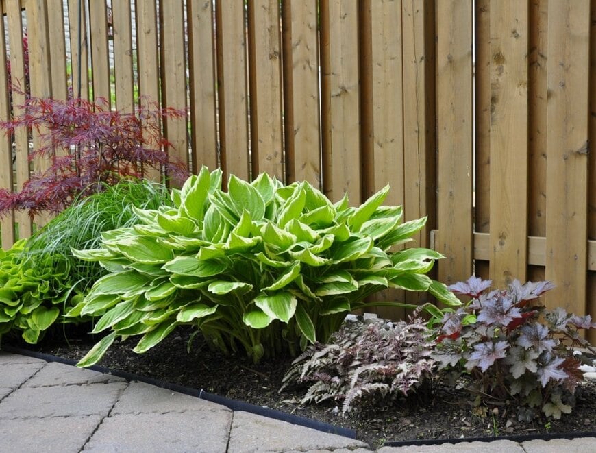 木製フェンスの前に植えられた、ギボウシ、ヒューケラなどの日陰の植物