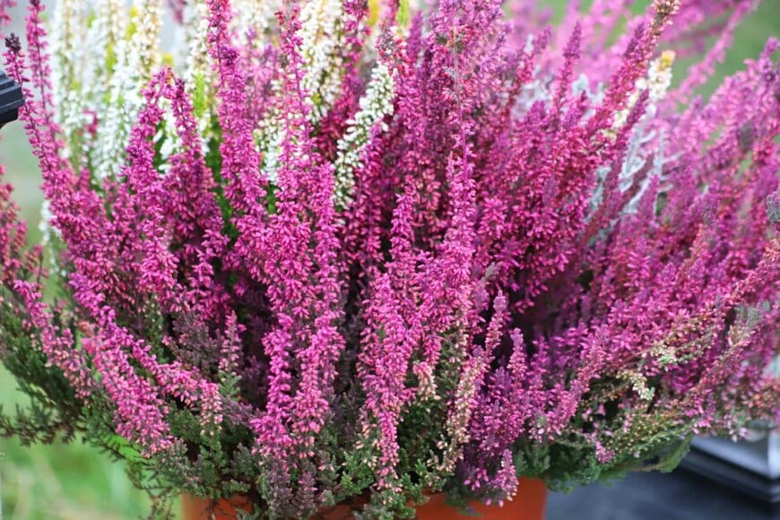 ピンクと白の花を咲かせているカルーナ