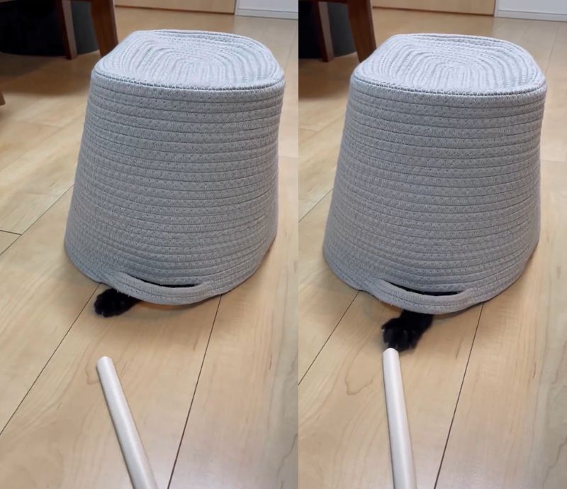 投稿動画のワンシーン