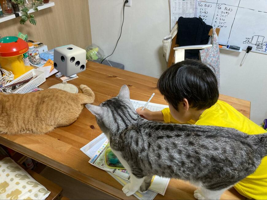猫と子供