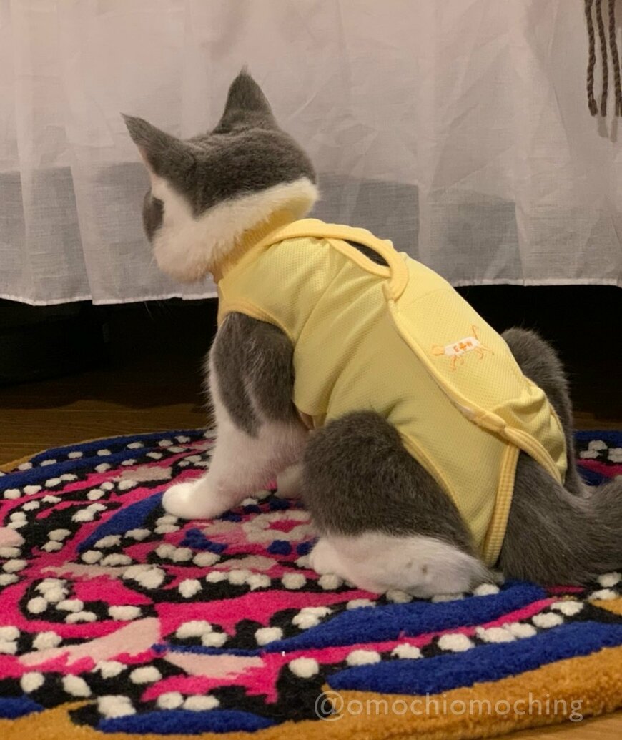 術後服を着た猫