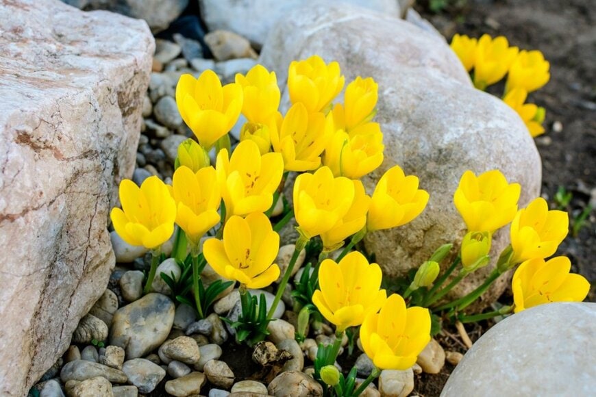 黄色い花を咲かせている、クロッカス