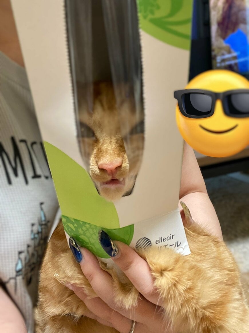 ティッシュの空き箱にハマった猫