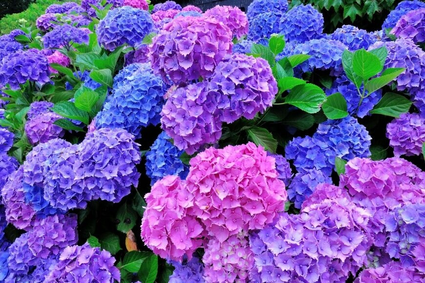 アジサイの花。色は青、紫、ピンク