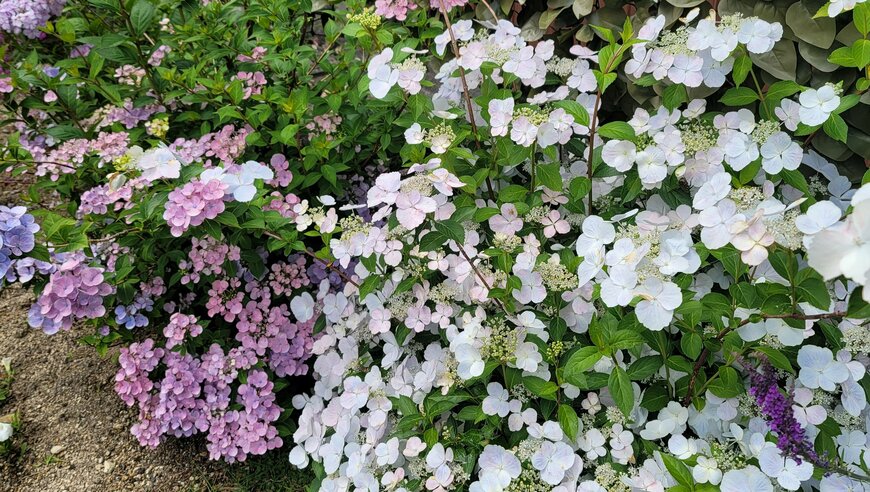 ラグランジア ブライダルシャワー(PW)筆者撮影写真