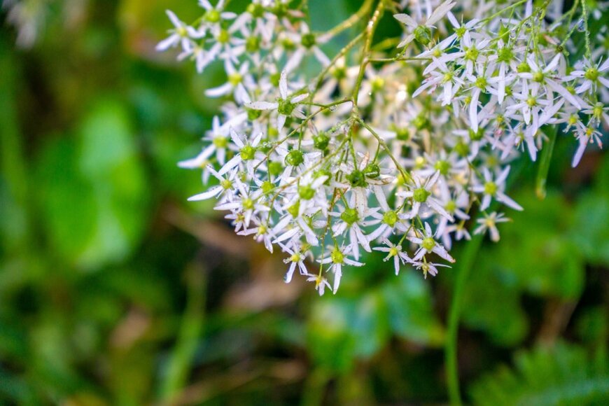 可憐な白い小花が満開のダイモンジソウ
