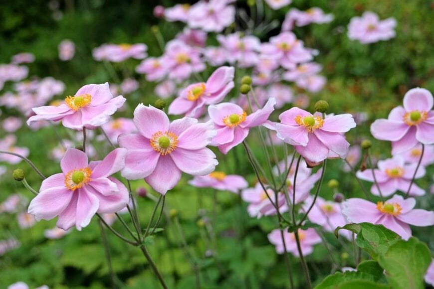 半日蔭でも上品な花を咲かせる「シュウメイギク」