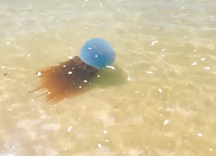 ホイミスライムのようなクラゲ