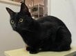 「墨汁が入ってるだけです」カゴにすっぽり収まる黒猫が完全に液体で笑ってしまう