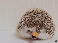 ハリネズミの独特なおやつ保存方法に「斬新」の声！そのせいでご飯が食べられず…シュンとする姿に爆笑