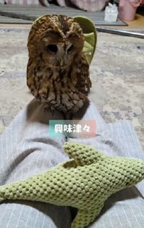 【どっちも気になるフクロウ】新入りのオモチャより魅力的なものとは？