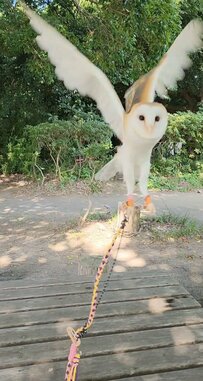 【来てくれるフクロウ】名前を呼ばれたら駆けつける！羽を広げて飛んでくる姿がかわいい