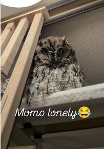 【寂しそうなフクロウ】飼い主さんの呼びかけに「ぽー」…悲しい声で応える理由が切ない