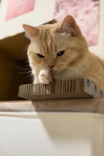 【ウトウト】眠すぎるのに飼い主さんの相手をする猫…SNSでは「何でこんなに可愛いの」とほっこりする人続出