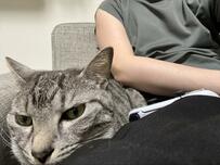 ゲームをしていると「猫がいつもする事」あまりの愛らしさに1万いいね