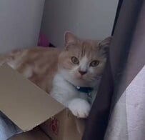 【まさか】猫と「にらめっこ」をしたら…意外な勝負の結果に思わず笑ってしまう