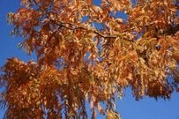 滋賀県で撮影されたメタセコイア並木に目を奪われる！別世界のような光景に「迫力がある」「引き込まれそう」