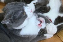 ついに開幕【猫達による熱い試合】かわいすぎる「ニャンプロ」でじゃれる姿が癒しと感動をくれる