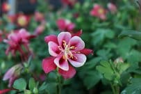 【植えっぱなしOK】春からの庭を上品に彩る《野趣あふれる多年草》おすすめ4選