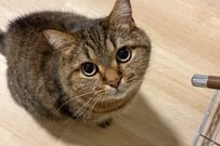 文字通り「充電する猫」に思わず目を疑う　愛らしい姿が話題に…