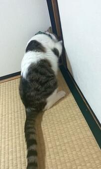 【開けて～！！】どうしてもふすまを通りたい猫ちゃん！ラストにまさかの衝撃の展開が