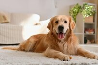 大好きな小5の兄さんVS「お尻かいかい」究極の選択の末にワンちゃんが選んだ行動に大笑い