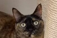 【これは笑うわ】忘れん坊の猫に大きな反響　「まさかの姿」に思わず目を疑う