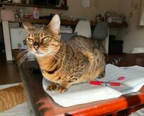 「宿題も仕事もやる気が大事ニャ！」 スパルタ猫たちの「お母さんぶり」に思わずクスリッ